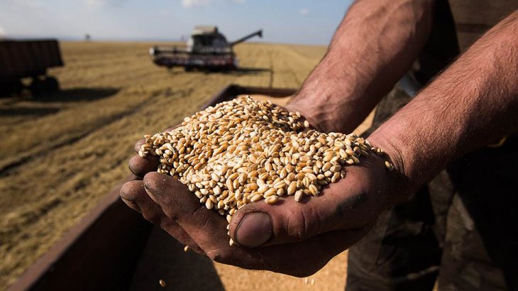 Узбекистан откажется от плана по продаже зерна государству в два этапа. Полностью он будет отменен в 2021 году 