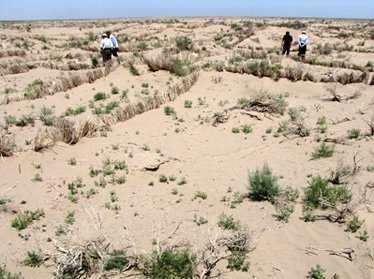 Эксперты: Засуха представляет реальную угрозу продовольственной безопасности Узбекистана
