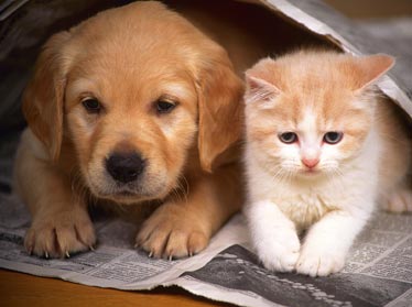 Владельцы заплатят штраф за содержание незарегистрированных собак и кошек