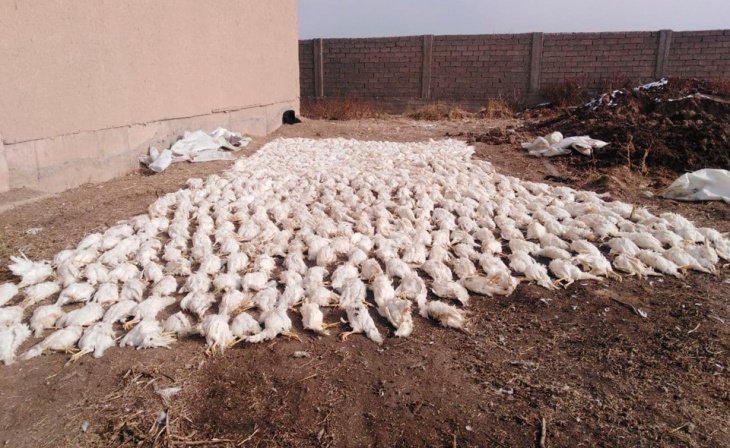 Отключения электричества не при чем. В Минэнерго изучили факт массовой гибели кур на птицефабрике в Кашкадарье 
