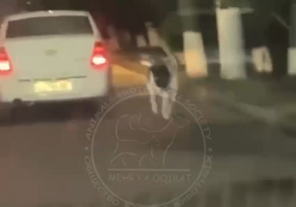 В Ташкенте водитель привязал собаку к автомобилю и тащил ее по проезжей части. Видео   