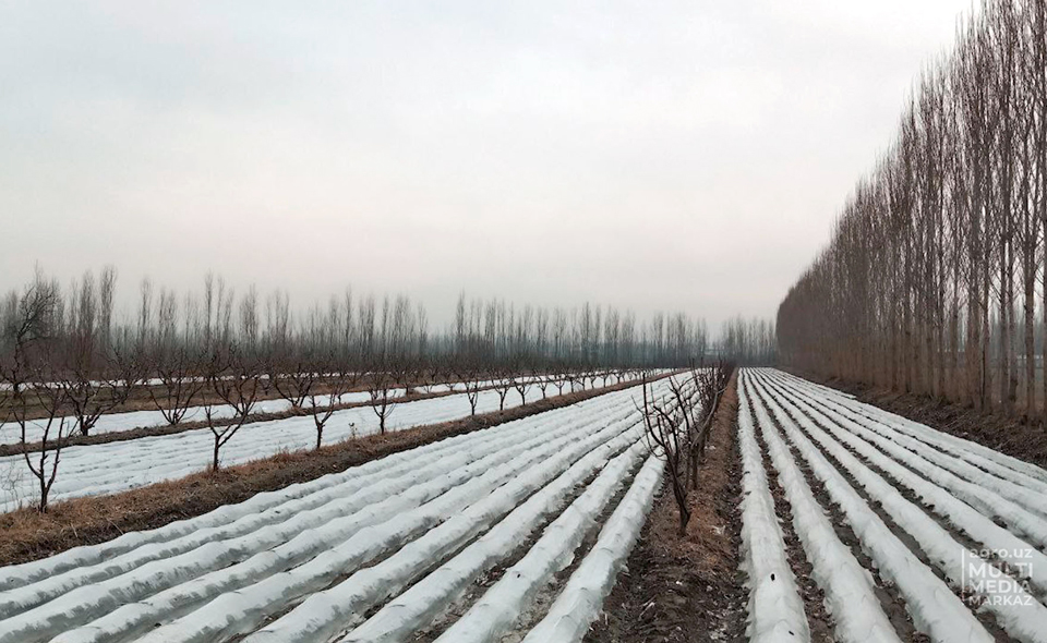 Сколько фруктов и овощей потеряет Узбекистан от холодов и осадков в марте. Объясняет Минсельхоз