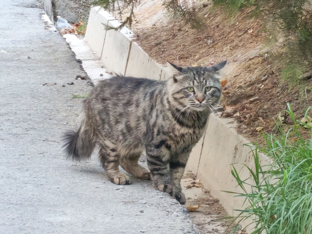 В центре Ташкента неизвестные устроили массовое уничтожение кошек