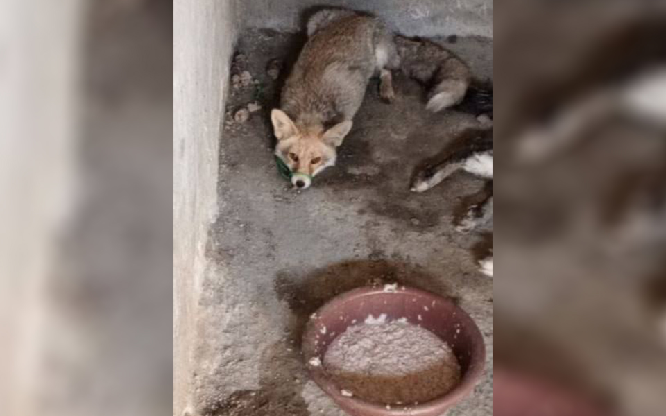 В Самарканде в собачьей отловке умерла лиса