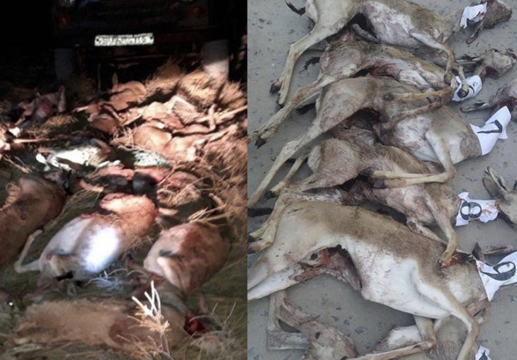 В Каракалпакстане браконьеры застрелили 13 джейранов, занесенных в Красную книгу