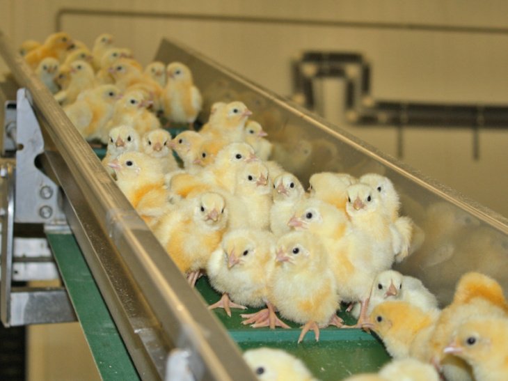 В Хиве построят птицеводческий комплекс, который будет производить рекордное число яиц 