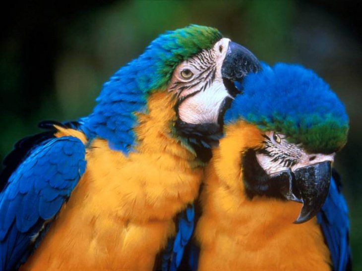 Узбекистан вышел на первое место по экспорту попугаев в Россию 