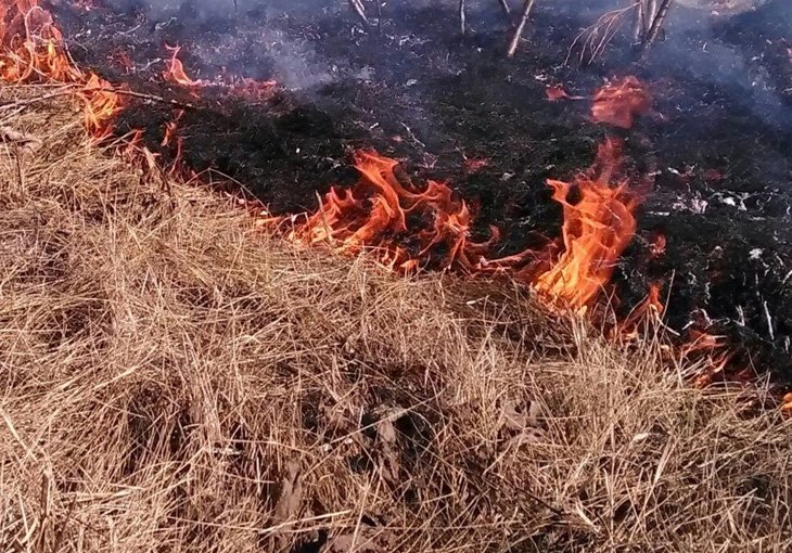 В Ташкенте за сутки произошло 11 пожаров из-за сухой травы