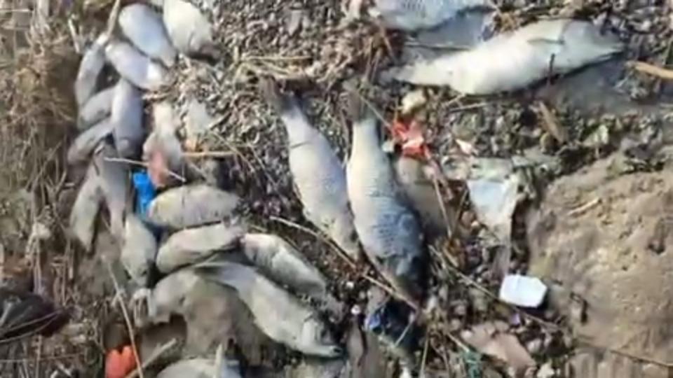 Это дело рук человека. В Минэкологии прокомментировали ролик с мертвой рыбой на берегу Бозсу. Видео