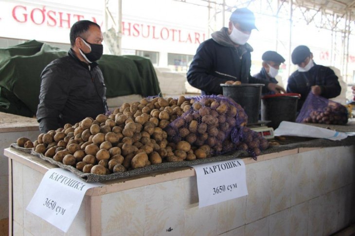 В Ташкентской области появится крупный картофелеводческий кластер
