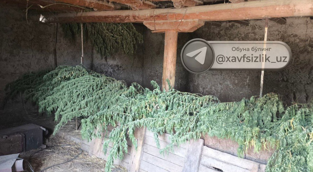 В Самаркандской области пресечен незаконный оборот крупных партий опиума и марихуаны  В Самаркандской области пресечен незаконный оборот крупных партий опиума и марихуаны