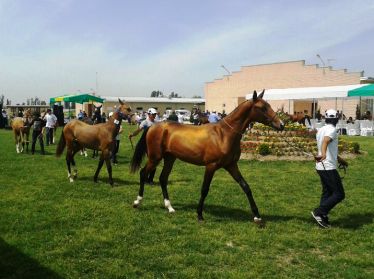 В Узбекистане прошел чемпионат Центральной Азии по конному спорту «Звезда Туркестана»