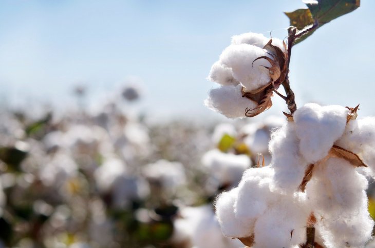 Директор Вашингтонского офиса МОТ назвал хлопковый бойкот Cotton Campaign в отношении Узбекистана несостоятельным 
