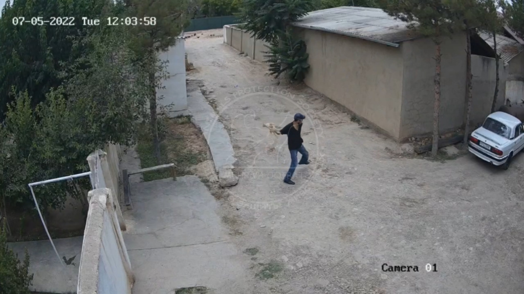 В Карши пьяный мужчина жестоко издевался над кошкой. Видео  