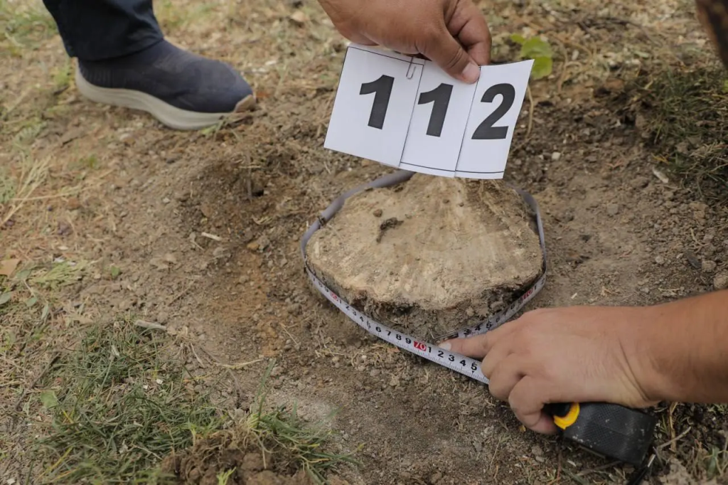 Экологический ущерб от вырубки деревьев на улице Бабура в Ташкенте превысил миллиард сумов Экологический ущерб от вырубки деревьев на улице Бабура в Ташкенте превысил миллиард сумов