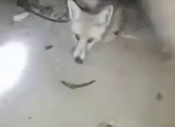 Правоохранители Кашкадарьи занялись живодером, который избивал палкой угодившую в капкан лису. Видео