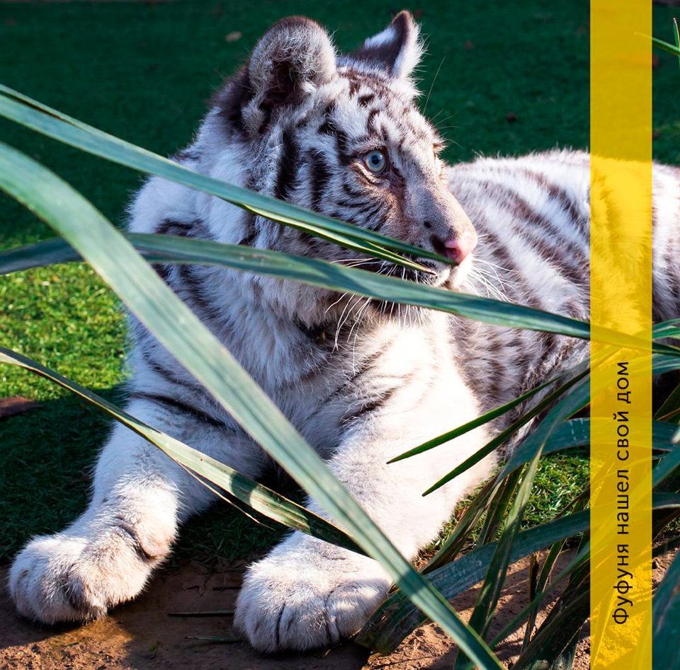 В Ташкентском зоопарке появился новый необычный питомец – белый тигр Фуфуня