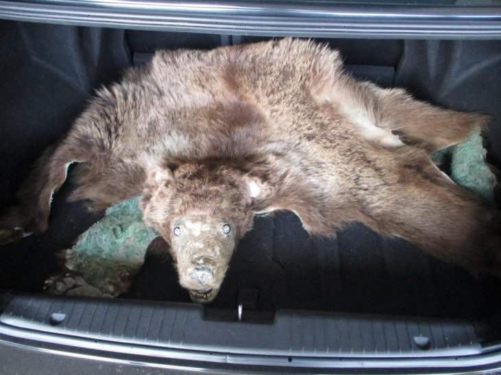 Бурый медведь, занесенный в «Красную книгу», стал жертвой браконьеров в Узбекистане