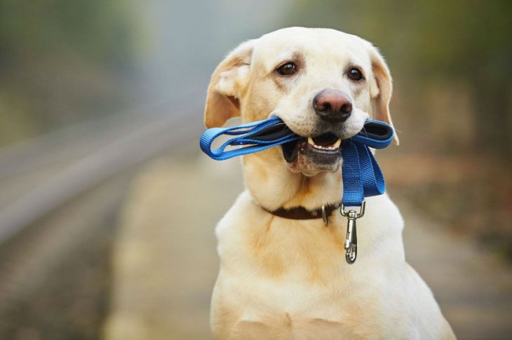 Домашних животных, принадлежащим больным с коронавирусом, временно примет приют "Хаёт"