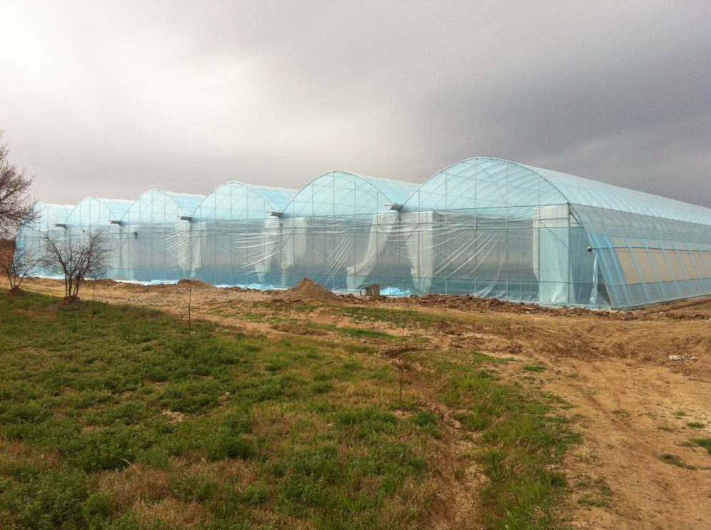 Все ташкентские теплицы 