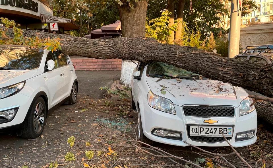 В Ташкенте упавшее дерево повредило три автомобиля 