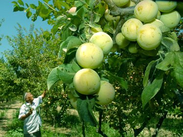 Узбекистан закупит саженцы и оборудование для интенсивных садов на около 9 млн. евро 