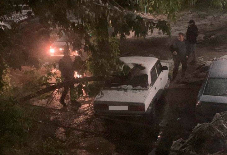 Ташкентский хокимият порекомендовал жителям поставить авто подальше от деревьев 