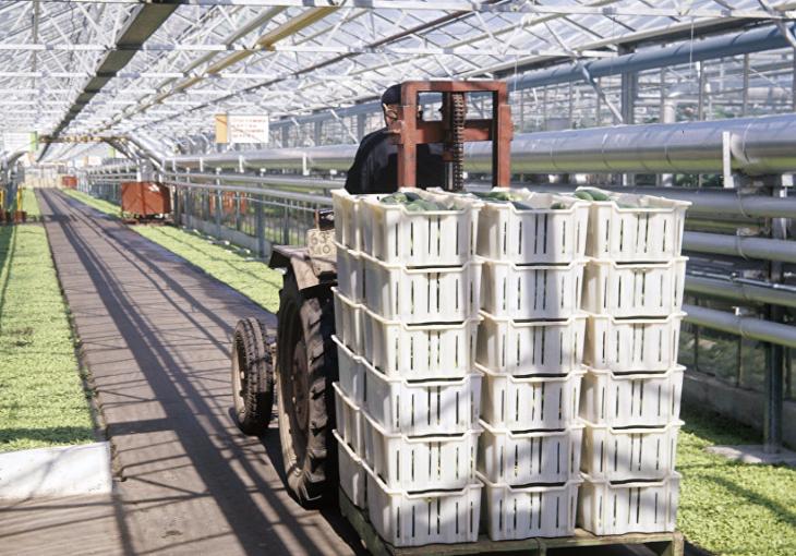 Предприятия Узбекистана увеличили экспорт плодоовощной продукции на 38,3%