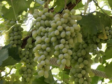 В Узбекистане утверждена Программа дальнейшего совершенствования организации и развития виноградарства на 2013-2015 годы