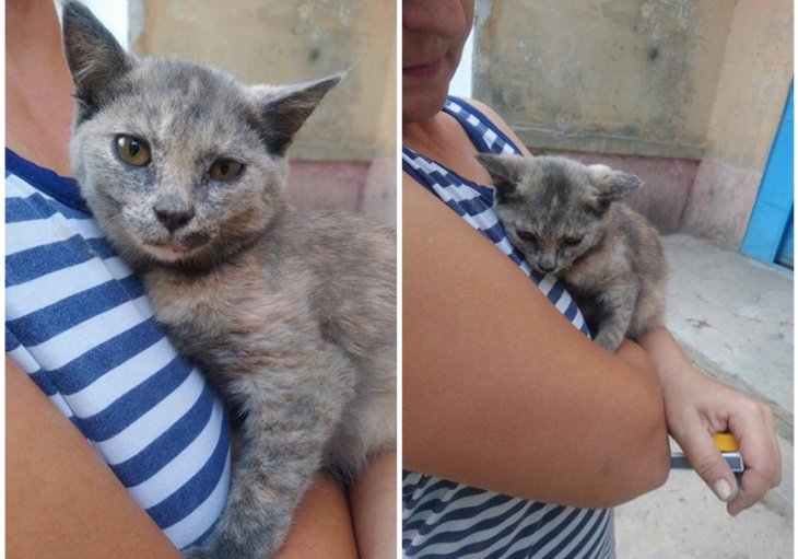 В Ташкенте две девушки спасли котенка от изверга. Мужчина оштрафован