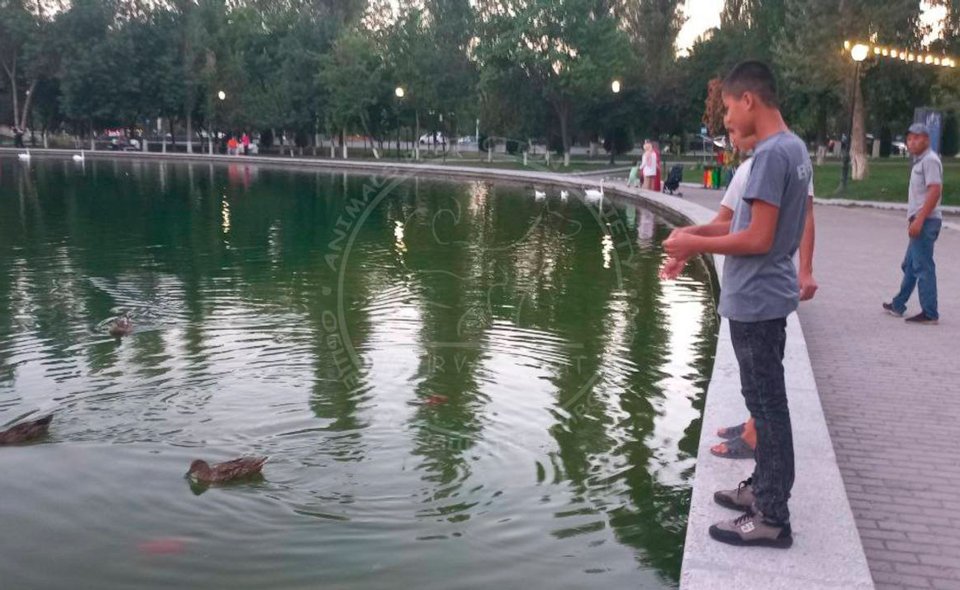 Семья, которая съела лебедя из Central Park, пришла повидать других птиц в этом парке 