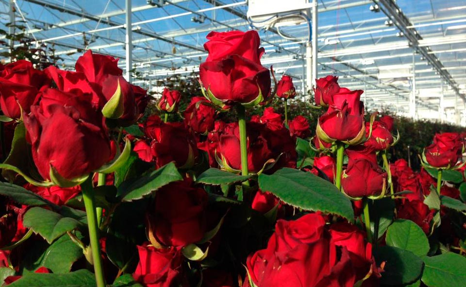 Миллион алых роз. Узбекистан решил завоевать российский рынок цветов  