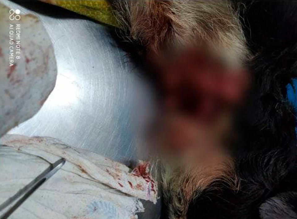 В Ташкенте двое пьяных мужчин пытались зарезать собаку 