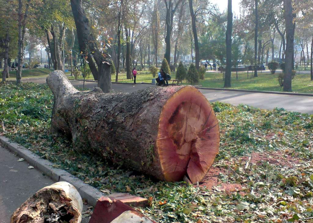Сколько узбекистанцам будут платить за сообщения о вырубке деревьев и порче археологических памятников? 