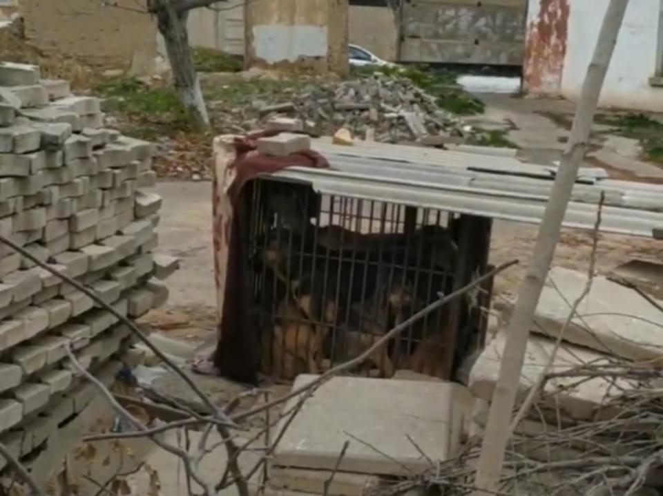 В тесной клетке без воды и еды: чирчикский отдел благоустройства устроил собакам настоящий ад    