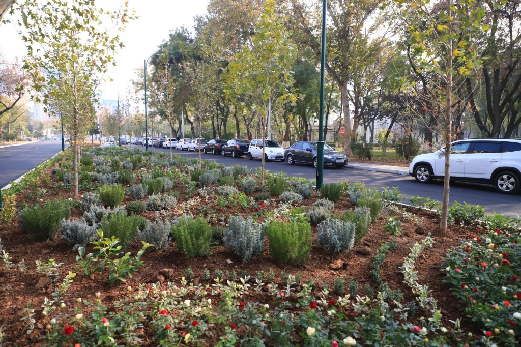 Улицу Бабура, где вырубили почти две сотни деревьев, немного озеленили