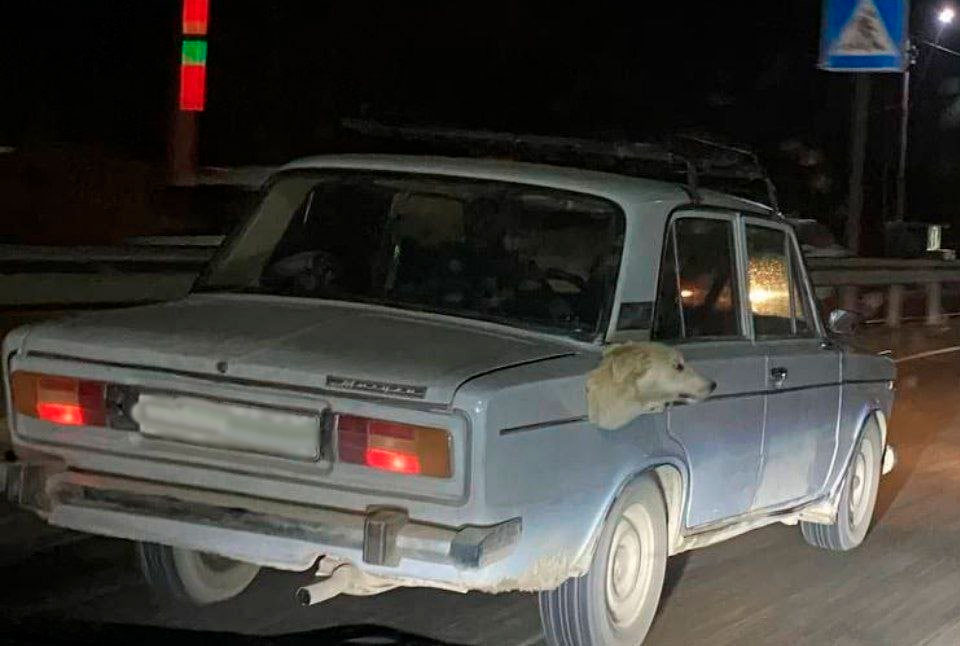 Приклеил к авто голову мертвой собаки. Правоохранители объяснили, что на самом деле произошло в Сырдарье 