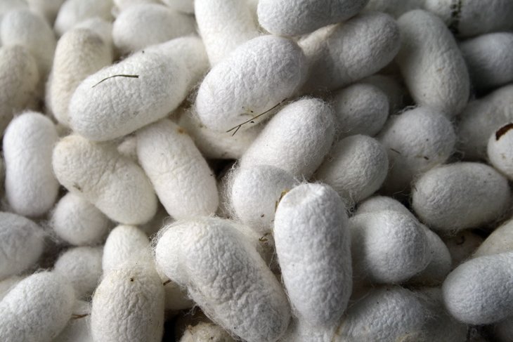 Китайская Shandong Guantong Silkworm eggs реализует проект по выращиванию грены в Навои 