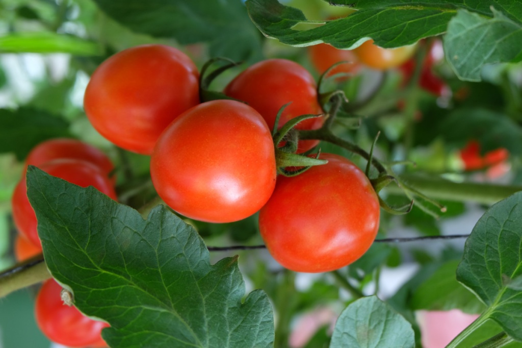 В Узбекистане резко выросли цены на помидоры