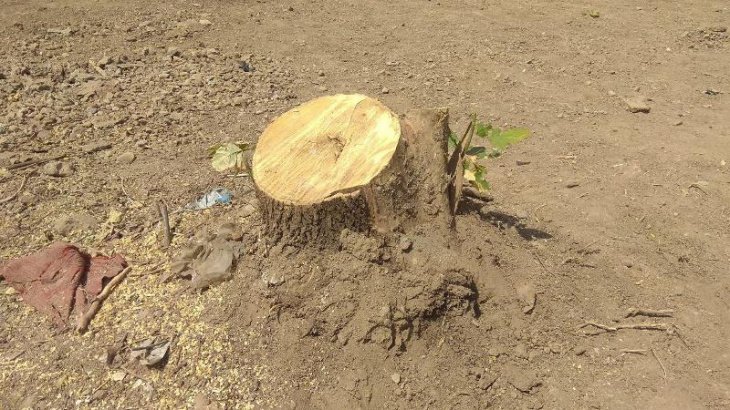 В Узбекистане более чем в 10 раз увеличат штрафы за незаконную вырубку деревьев 