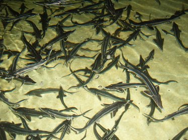 В Узбекистане в этом году планируется вырастить 35,3 тыс. тонн рыбы 