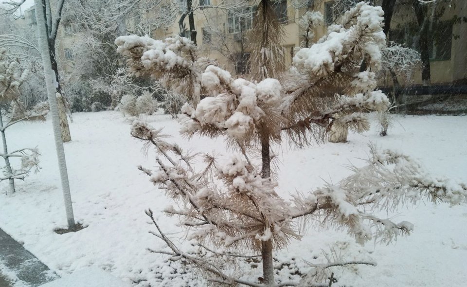 Снег – это лучший подарок после пыльной бури. Эколог объяснил, почему в Ташкенте выпал грязный снег 