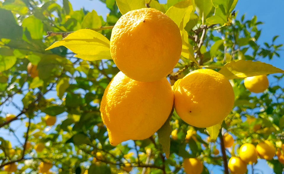 Узбекистан получил разрешение на экспорт лимонов в Китай 