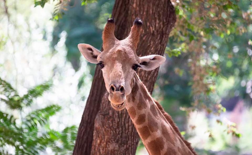 Стала известна причина смерти жирафа в Ташкентском зоопарке 