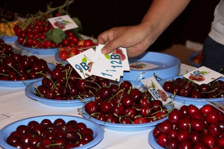 USAID: Узбекистан занял пятое место в мире по производству черешни 