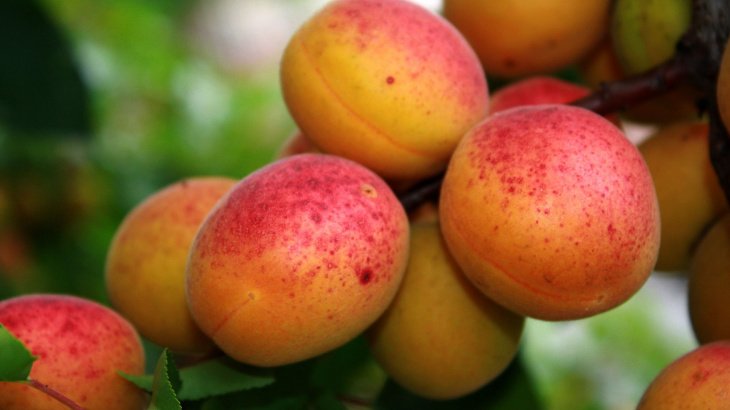 Минвнешторг прокомментировал информацию о снижении объемов экспорта узбекских абрикосов