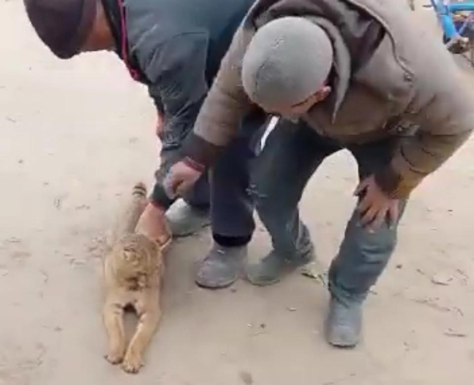 Жители Каракалпакстана убили краснокнижного пустынного кота. Видео