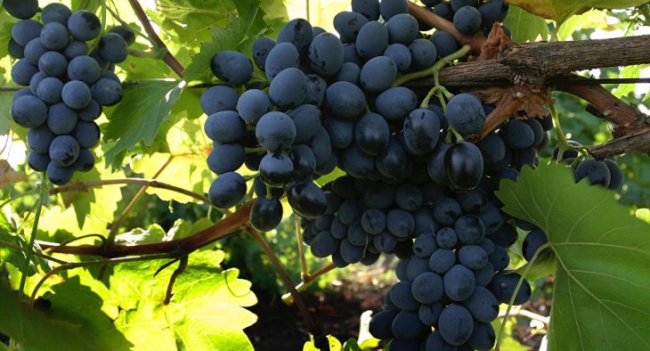 Узбекистан начнет закладку промышленных виноградников французских сортов