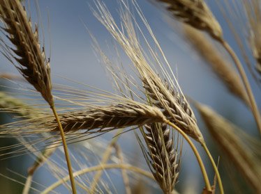 Узбекские ученые создали новый сорт пшеницы с высокими хлебопекарными качествами