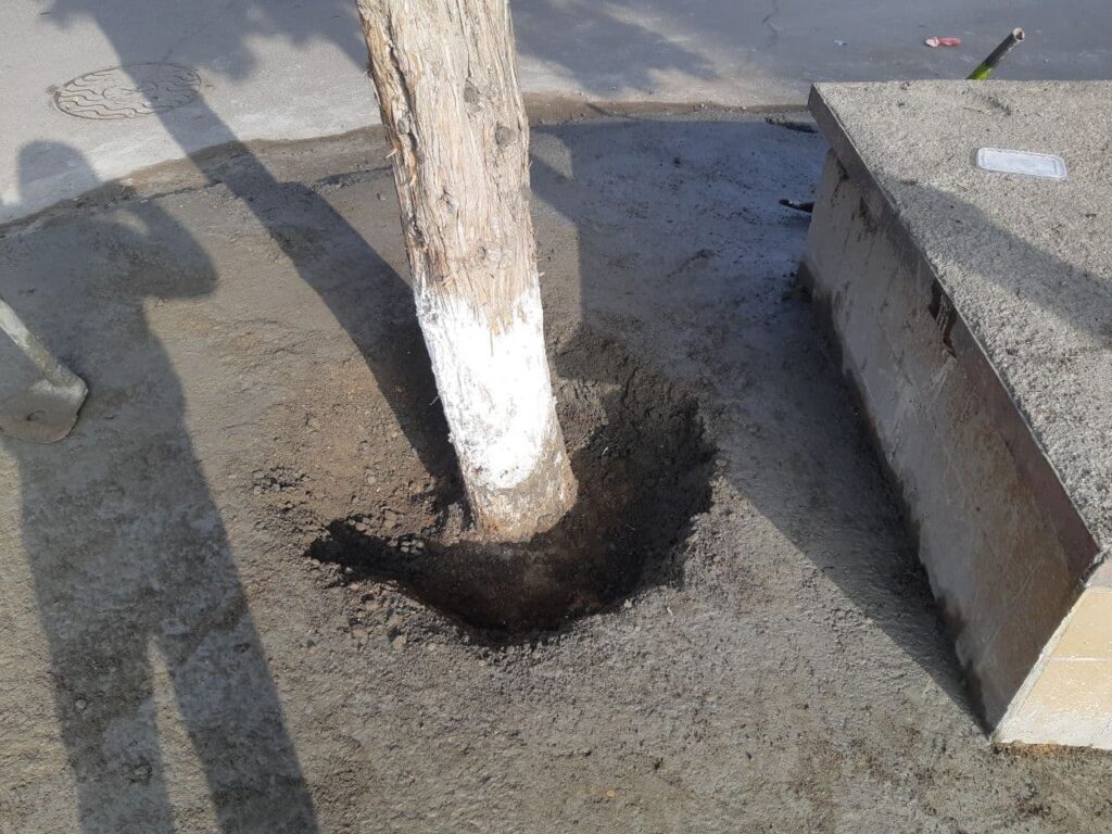 В Ташкенте стартовала экоакция по освобождению деревьев, залитых бетоном  